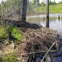Beaver Issues