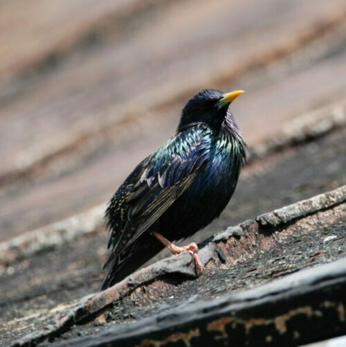 A Bird on the Roof